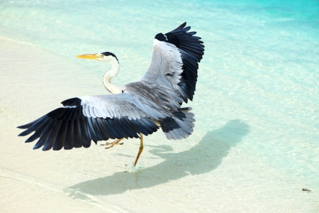 Heron at the beach on Maldivian islandの写真素材