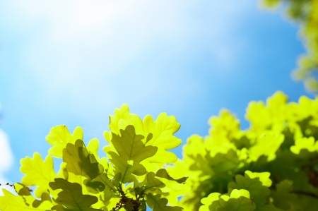 Spring oak leaves in sunlight