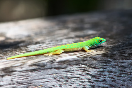 Green gecko lizard at Seychelles, La Digue.の写真素材