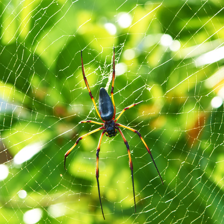 Giant wood spider - Nephila maculata / nephila pilipes, the Golden Orb Weaver or Banana Spider at...