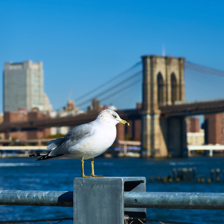 Seagull with Manhattan skyline and Brooklyn bridge in background, New York City.の写真素材