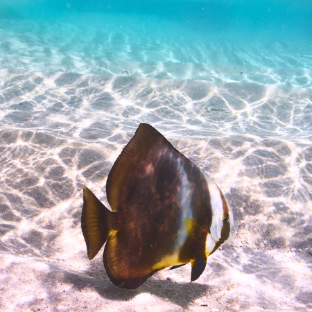 Tropical reef fish at Seychellesの写真素材