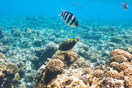Coral reef and fish at Seychellesの写真素材