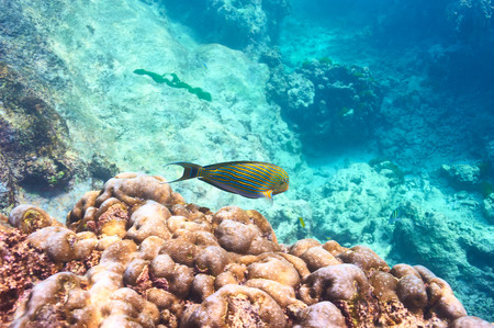 Coral reef and fish at Seychellesの写真素材