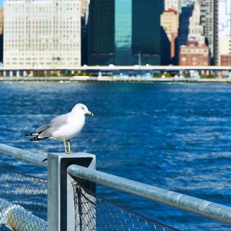 Seagull with Manhattan skyline in background, New York City. Focus on the bird.の写真素材