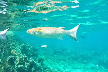 Coral reef and fish at Seychellesの写真素材