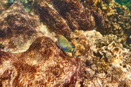 Coral reef and fish at Seychelles