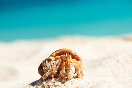 Hermit crab on beach at Seychellesの写真素材