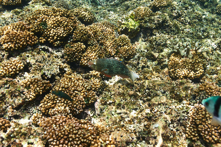 Coral reef and fish at Seychelles