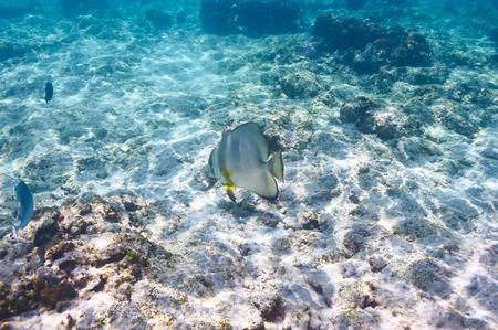 Coral reef and fish at Seychelles