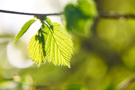 Green leaves background in sunny day