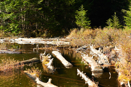 Pond in White Mountain National Forest, New Hampshire, USA.