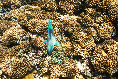 Coral reef and fish at Seychelles