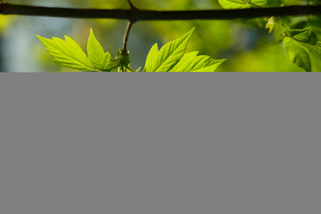 Green leaves background in sunny day. Shallow depth of field.の写真素材