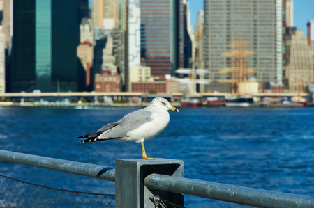 Seagull with Manhattan skyline in background, New York City.の写真素材