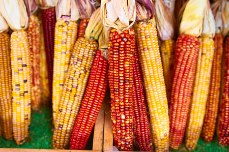 Bunches of indian corn for saleの写真素材
