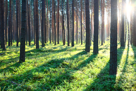 Early morning with sunrise in pine forestの写真素材