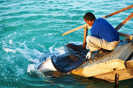 SOUTH ARI ATOLL, MALDIVES - DECEMBER 12 2013: Stingray feeding