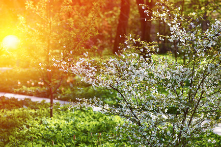 Cherry spring blossoms with shallow depth of fieldの写真素材