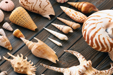 Seashell collection flat lay still life