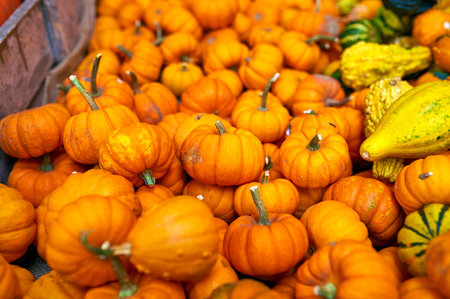 Pumpkins for sale on autumn marketの写真素材