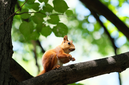 Red squirrel on a treeの写真素材