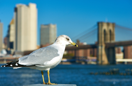 Seagull with Manhattan skyline and Brooklyn bridge in background, New York City.の写真素材