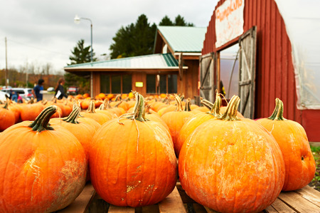 Pumpkins for sale on autumn marketの写真素材