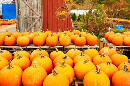 Pumpkins for sale on autumn market