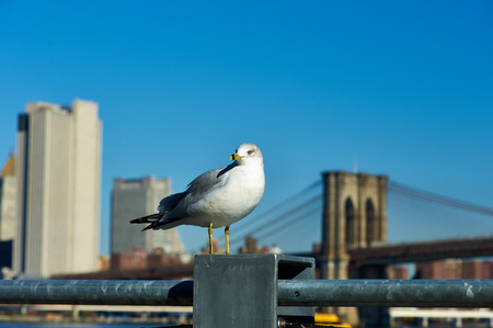 Seagull with Manhattan skyline and Brooklyn bridge in background, New York City.の写真素材
