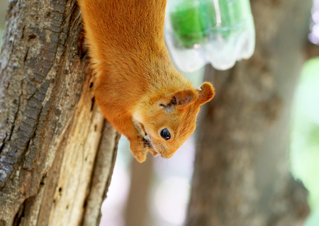 Red squirrel eating nuts on treeの写真素材