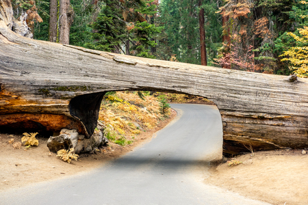 Tunnel Log in Sequoia National Park. California, United States.の写真素材