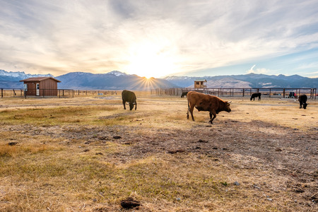 Cow on a field at sunset, California, USA.