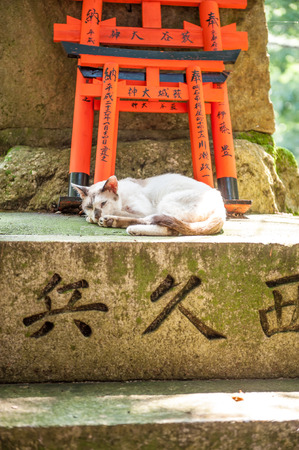 Torii Gates at Fushimi Inari Shrine and cat, Kyoto, Japanのeditorial素材