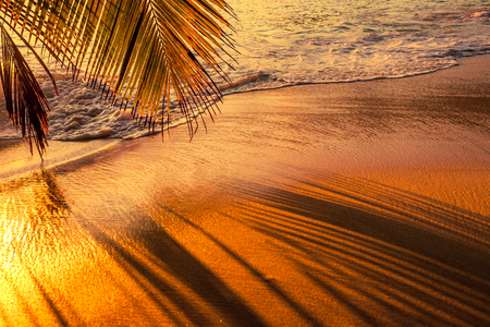 Beautiful sunset at Seychelles beach with palm tree shadow over sandの写真素材