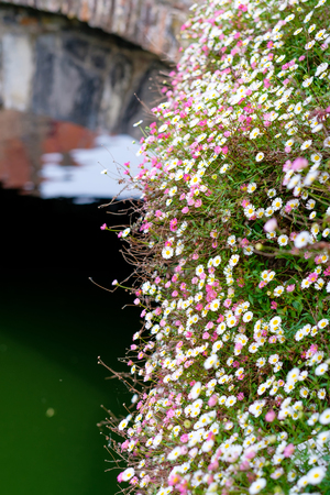 Beautiful flowers field at Bruges (Brugge) with water canal and bridge, Flanders, Belgium, spring season.の写真素材
