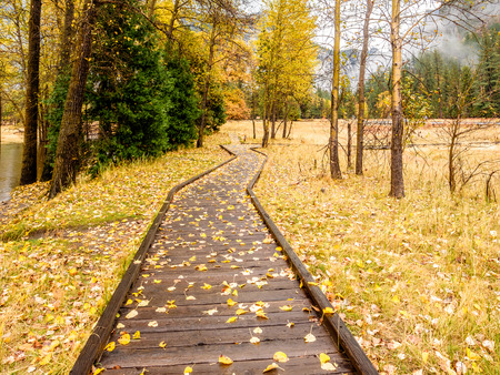 Fallen yellow autumn leaves on the boardwalk. Meadow in Yosemite National Park Valley at cloudy autumn morning. Low clouds lay in the valley. California, USA.の写真素材