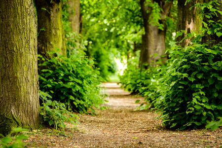 Footpath between trees in the forest near Koblenz, Germany.の写真素材