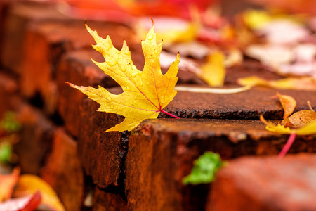 Fallen yellow and red autumn maple leaves on the wet pavement