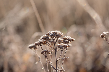 Season changing, grass with morning frostの写真素材