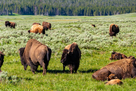 American bison family in Yellowstone National Park, Wyoming, USAの写真素材