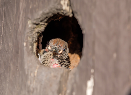 Little chick in hollow with worm in its beak 