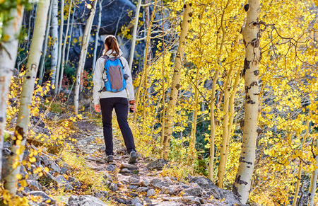 Woman tourist walking on trail in aspen grove at autumn in Rocky Mountain National Park. Colorado, USA.の写真素材