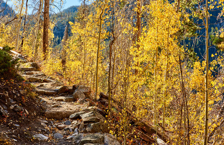 Aspen grove at autumn in Rocky Mountain National Park. Colorado, USA.の写真素材