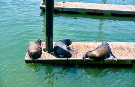 Sea lions at Pier 39 in San Francisco, California, USAの写真素材