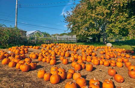 Pumpkin patch. Fresh pumpkins on a farm field. Rural landscape, Massachusetts, USAの写真素材