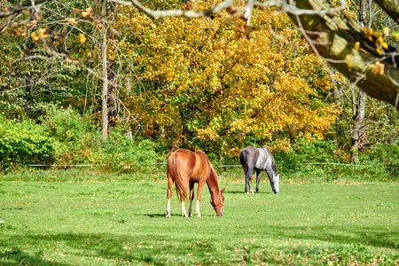 Horses grazing at a pasture in Vermont, USA.の写真素材