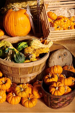 Pumpkin patch. Fresh pumpkins on a farm market still life, Connecticut, USAの写真素材
