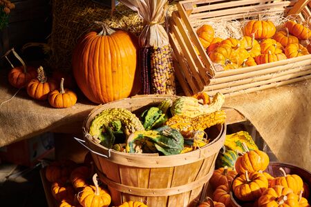 Pumpkin patch. Fresh pumpkins on a farm market still life, Connecticut, USAの写真素材