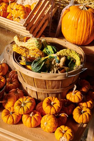 Pumpkin patch. Fresh pumpkins on a farm market still life, Connecticut, USAの写真素材